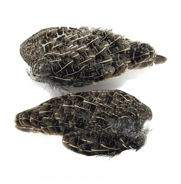 AILE DE PERDRIX GRISE