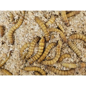 Vers de farine grand