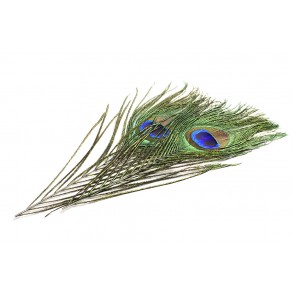 DEVAUX OEIL DE PAON DVX + BARBES