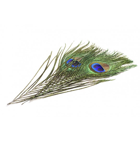 DEVAUX OEIL DE PAON DVX + BARBES